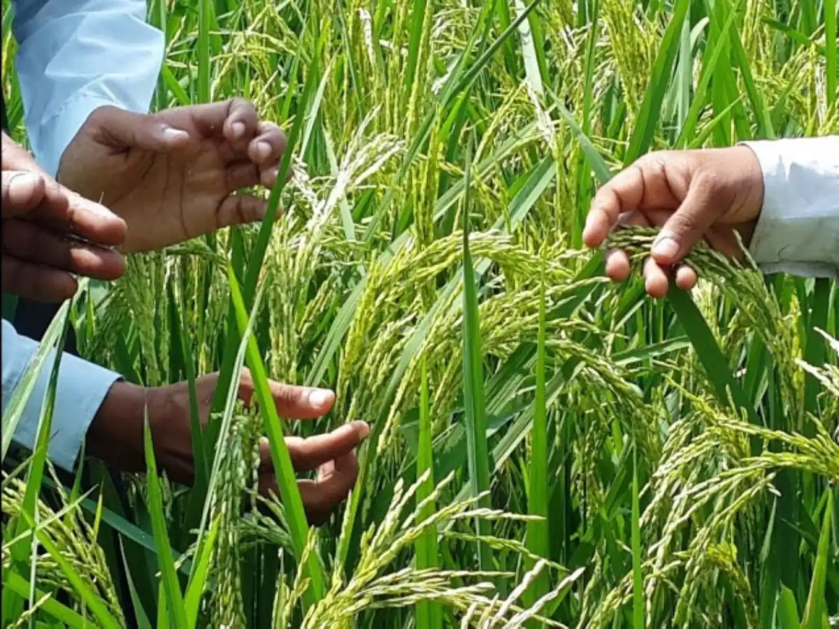 कैंसर को मात देगी छत्तीसगढ़ की संजीवनी, जनवरी 2026 से होगा ह्यूमन ट्रायल